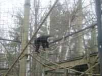 Highlight for Album: Toronto Zoo